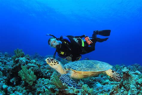 The Maldives – a scuba diving paradise - TFG Media