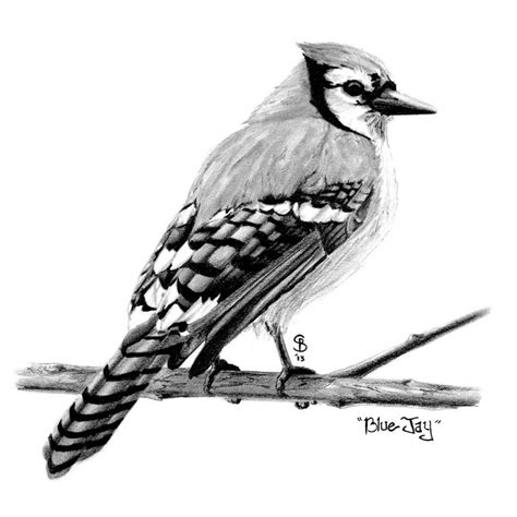 Pencil Drawings | Black and white art drawing, Bird drawings, Bird pencil drawing