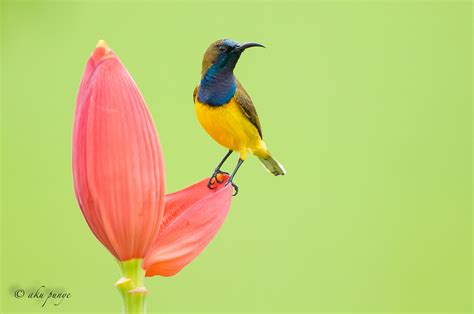 Olive-backed Sunbird – Birds of Singapore