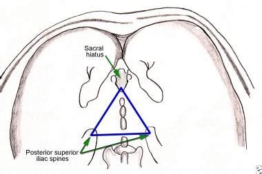 Caudal Anatomy