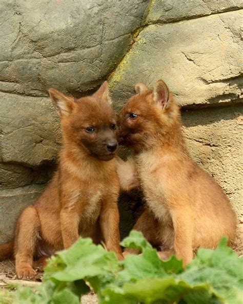 Look how big our dhole pups are getting! | Babies! | Pinterest