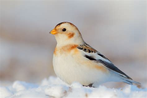 Snow Bunting: Migratory Songbird with Unique Behavior