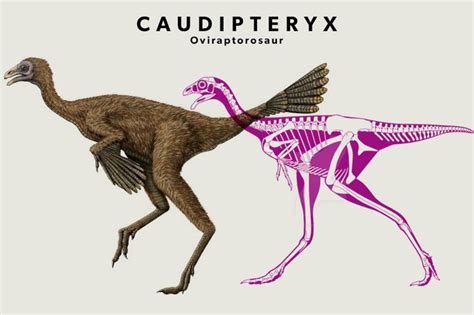 125mya- Caudipteryx was discovered in the same fossil beds as ...