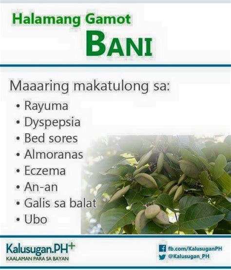 Halamang Gamot Para Sa Ubo