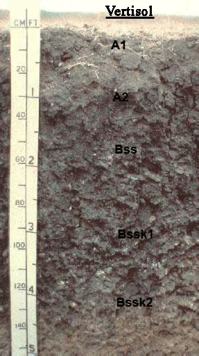 5.14 - Vertisols | Soil Genesis and Development, Lesson 5 - Soil ...