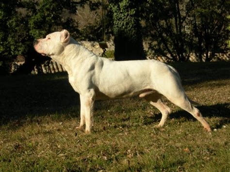 Cuidado con el perro, dogo argentino