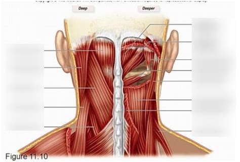 Posterior Neck Muscles