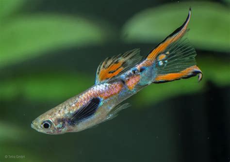 Endler guppies (Poecilia wingei) | Tetra Advanced Fishkeeper Blog