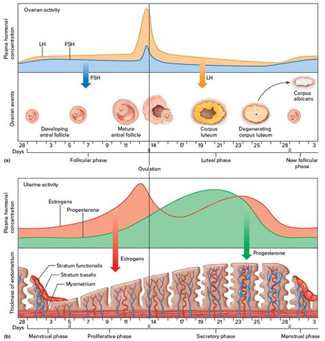 Ovaries - Function, Location, Hormones Produced. What control it?