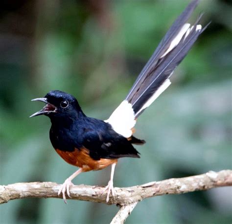 √ 5 Cara Budidaya Burung Murai Batu Medan Agar Telurnya Menetas