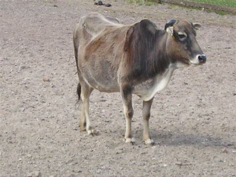 Miniature Zebu Cattle | Oklahoma State University