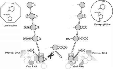 Mrp - Antiviral Therapy - European Medical