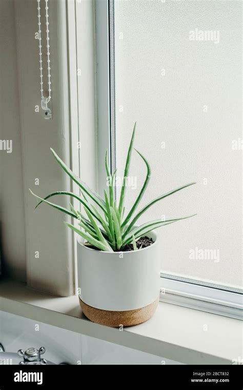 Aloe vera plants in bathroom. Background with free space Stock Photo - Alamy