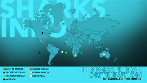 What Are Carcharhiniformes? – sharksinfo.com