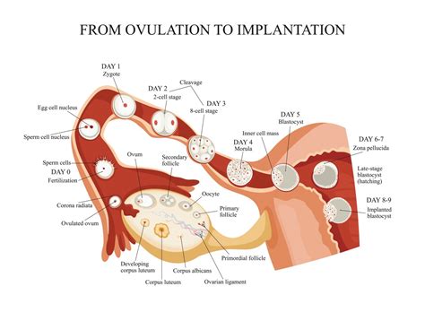 The Best Ovulation Kits And How We Use Them - ORH