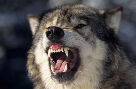 Grrrr.... | Grey wolf, Wolf dog, Dogs