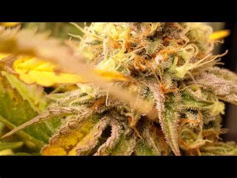 Blue Dream Harvest video! - YouTube