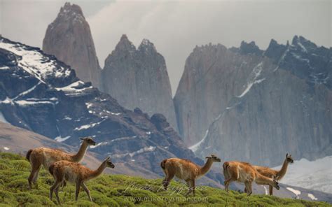 Young Patagonian Red Fox (Lycalopex culpaeus). Torres del Paine ...