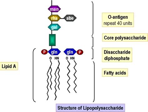 Lipopolysaccharide (LPS) of Gram Negative Bacteria, characteristics and ...