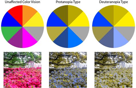 What are the different types of Color blindness? | IrisTech