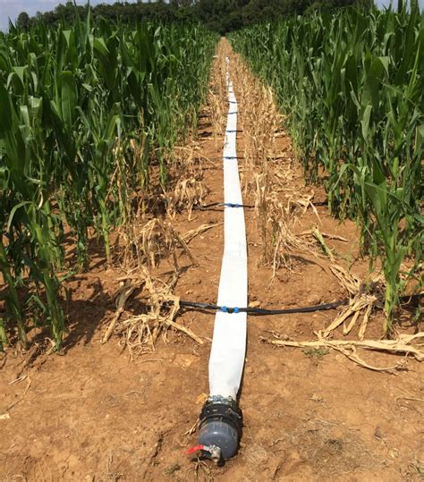 Drip irrigation: for field crops too!