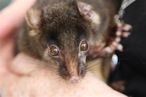 Mandurah Wildlife Rescue on a mission to prevent western ringtail ...