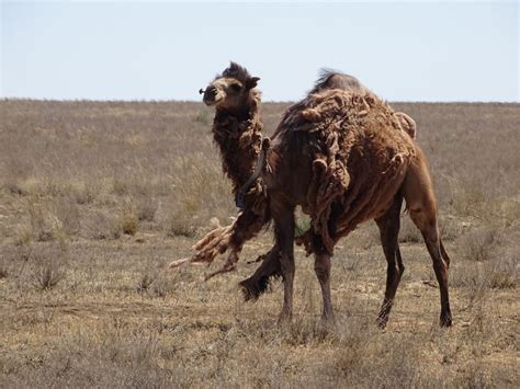 Are There Any Wild Camels in the United States? - Animal Hype