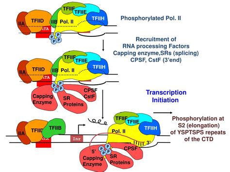 PPT - Three RNA polymerases in eukaryotes PowerPoint Presentation, free download - ID:2118850