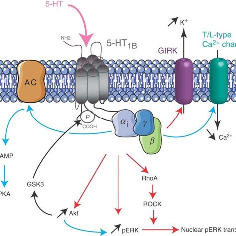 5-HT1A receptor signaling pathways. The 5-HT1AR is negatively coupled ...