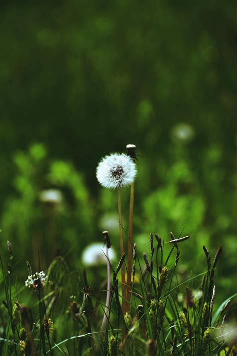 High Angle View of Lying Down on Grass · Free Stock Photo