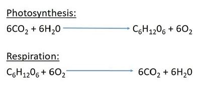 Equation For Photosynthesis