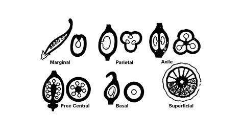 Describe the various types of placentations found in flowering plants.