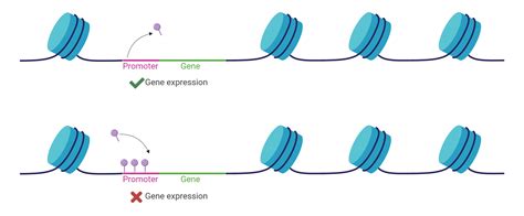 Glossary | Genome Sciences Centre