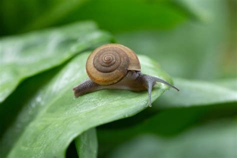 8 Safe Ways to Get Rid of Garden Snails & Slugs | Garden Design