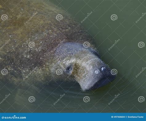 Swimming Manatee stock photo. Image of tropical, underwater - 49760604