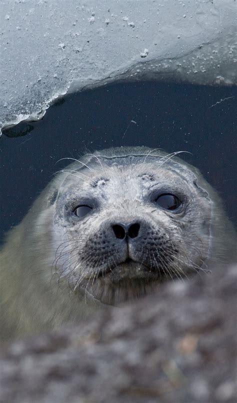 Saimaa Ringed Seal – WWF Suomi