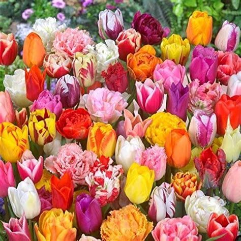 Amazon.co.uk: tulip bulb