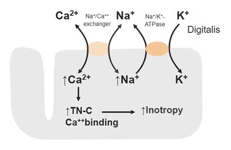 Cardiac Glycosides | Concise Medical Knowledge