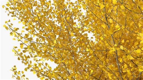 Ginkgo Tree Leaf Fall 3D Model $44 - .3ds .blend .c4d .fbx .max .ma ...