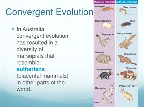 PPT - Mammals PowerPoint Presentation - ID:1194323