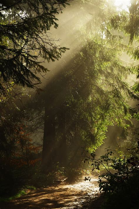 Free Images : landscape, tree, nature, forest, waterfall, wilderness, light, sun, mist, sunlight ...