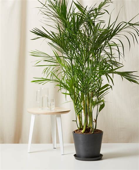 21 Air-Purifying Plants to Cleanse Your Space | Bamboo palm indoor ...