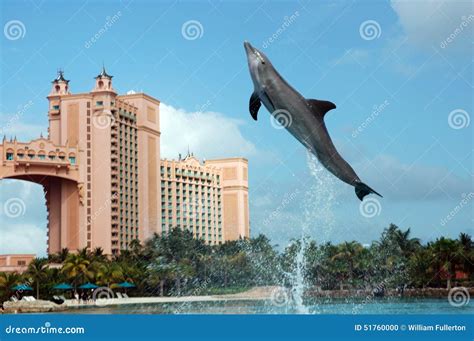 Atlantis Dolphin Cay Experience Stock Photo - Image: 51760000