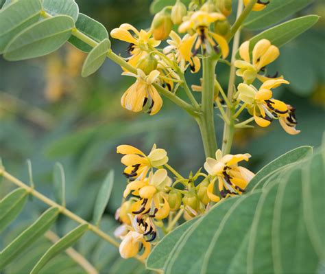 Plants for Pollinators: Wild Senna | Xerces Society