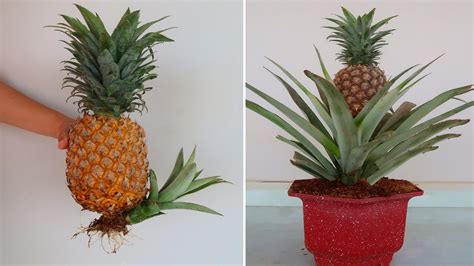 How to grow pineapple tree from pineapple fruit In Containers - YouTube