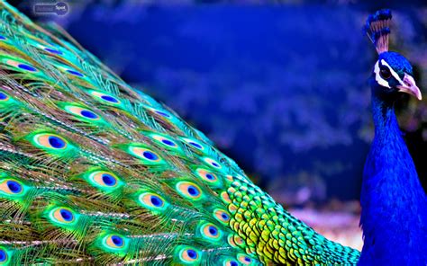 Peacock Background (47+ images)