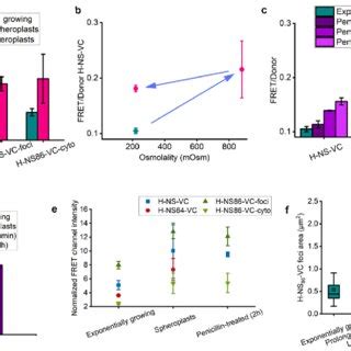 Spheroplast formation and penicillin treatment increase the FRET/Donor... | Download Scientific ...