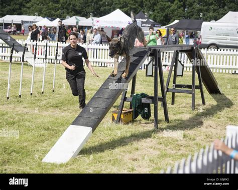 Police dog training obstacle hi-res stock photography and images - Alamy