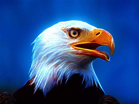 18+ Fire Eagle Wallpaper - LeiamStarlit