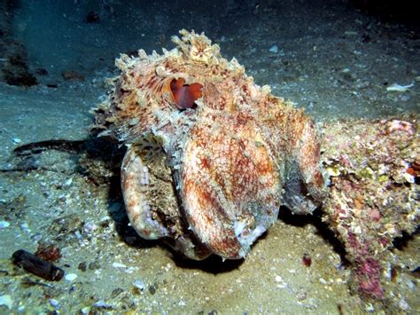 Common Octopus – "OCEAN TREASURES" Memorial Library